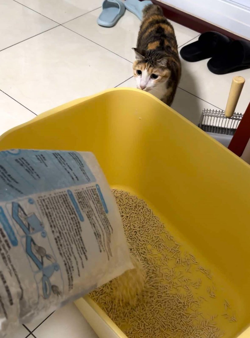 女人知己試用大隊,口碑行銷,部落客行銷,PurreLand 倍淨豆腐貓砂,好市多購買,COSTCO購買,豆腐貓砂,PurreLand倍淨,低粉塵,易清理,可沖馬桶,提供絕佳的除臭與凝結力,豆腐貓砂評價,貓砂評價,使用心得,貓砂分享,好用,原味,綠茶,豆腐砂,水量需完全覆蓋貓砂,水量需貓砂的2~3倍以上,豆腐砂評價,高CP值,划算